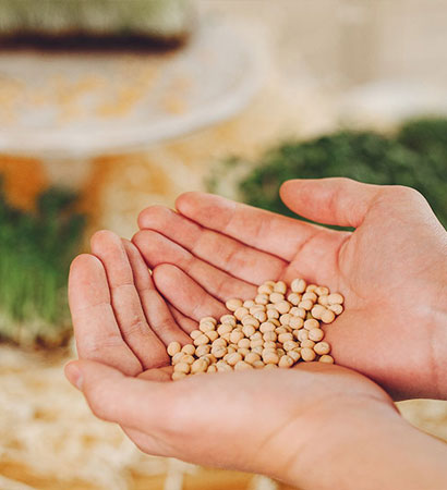 Organik ya da genetiği değiştirilmemiş tohumların paket